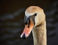 A swanÃ¢â¬â¢s head, feathers, and beak in sharp detail